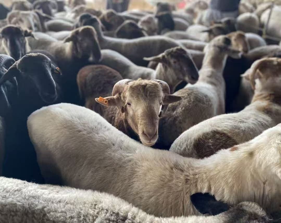 微信图片_20251217112512_7_27