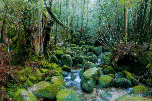 屋久岛.png
