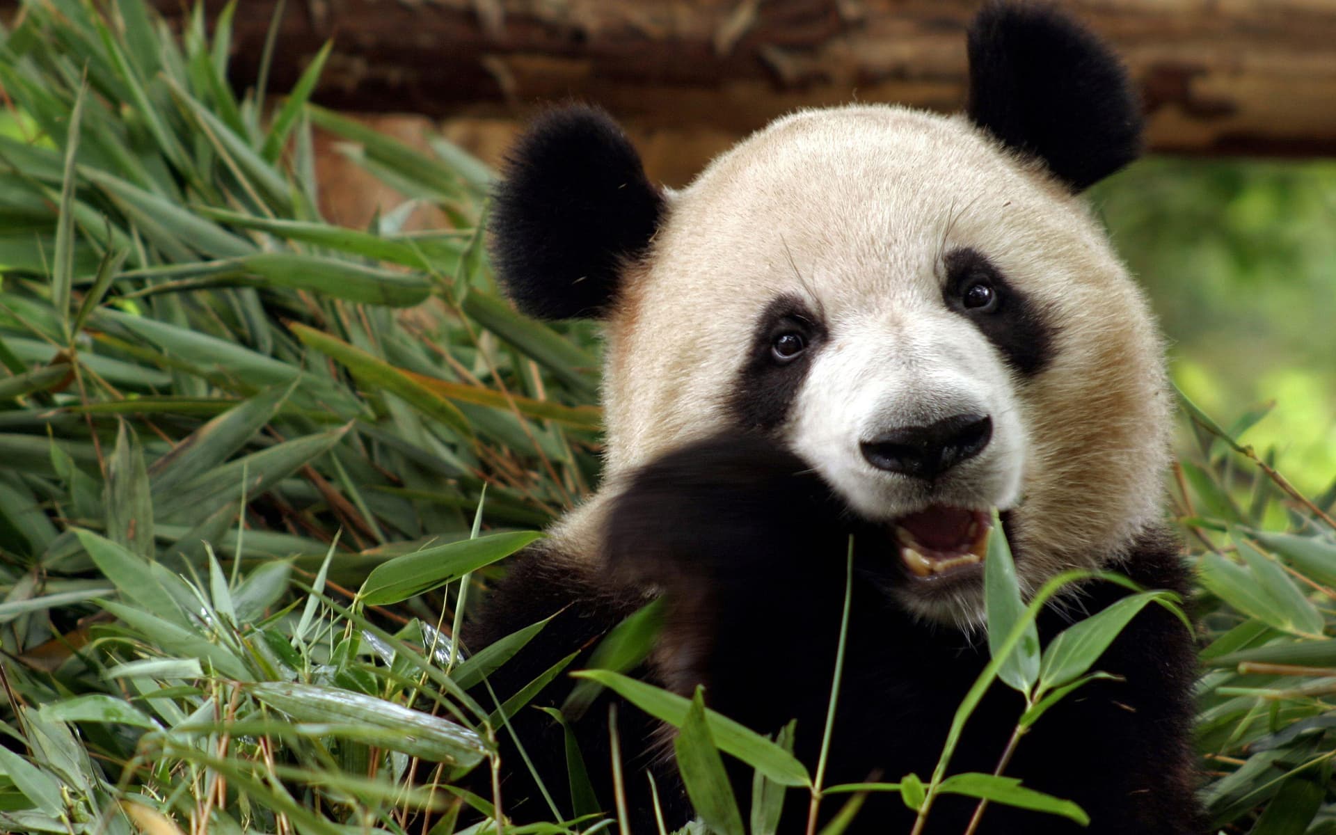 Panda 3