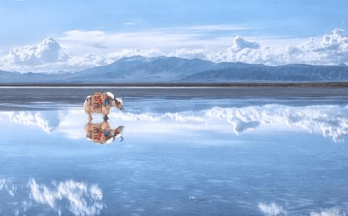 Qinghai Lake-2
