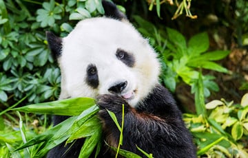 panda