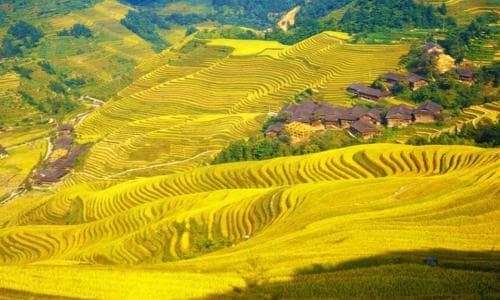 Longji Rice Terraces Longji Rice Terraces