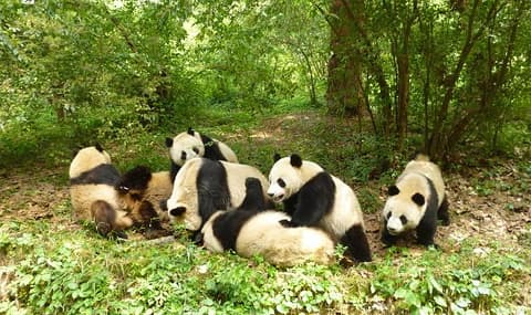 chengdu-pandan-research-based chengdu-pandan-research-based