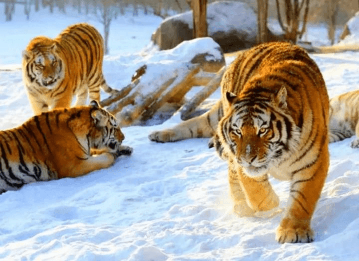 Siberian Tiger Park1 Siberian Tiger Park1