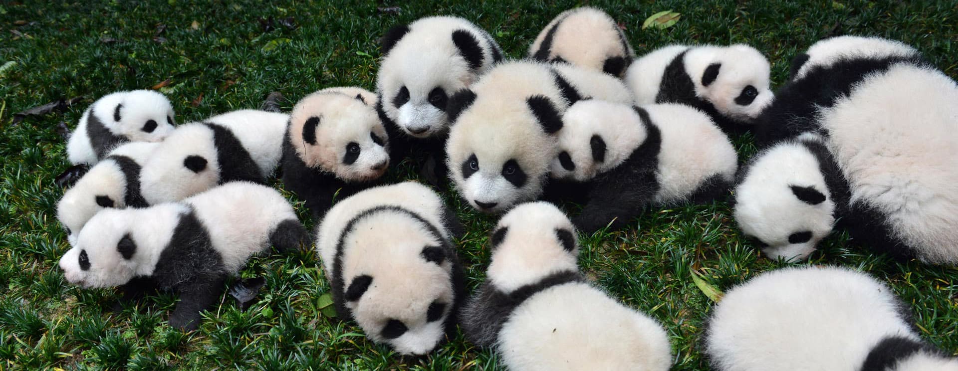 chengdu-giant-panda-breeding-2 chengdu-giant-panda-breeding-2