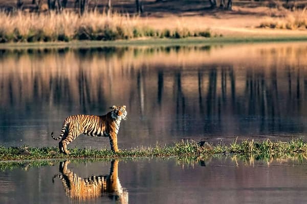 Ranthambore National Park Ranthambore National Park