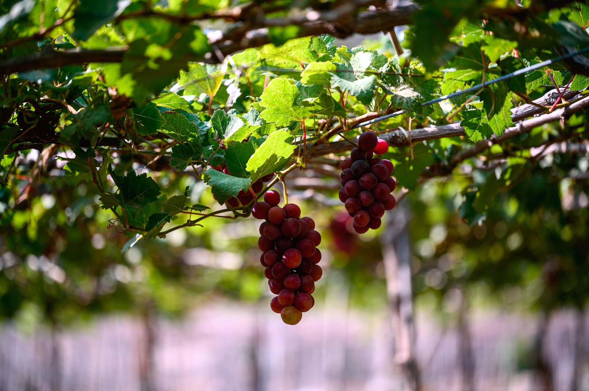 Ngũ Long Công Chúa 5 Ngũ Long Công Chúa 5