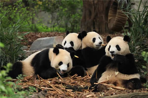 Panda 2 Panda 2