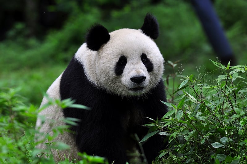 Panda Panda