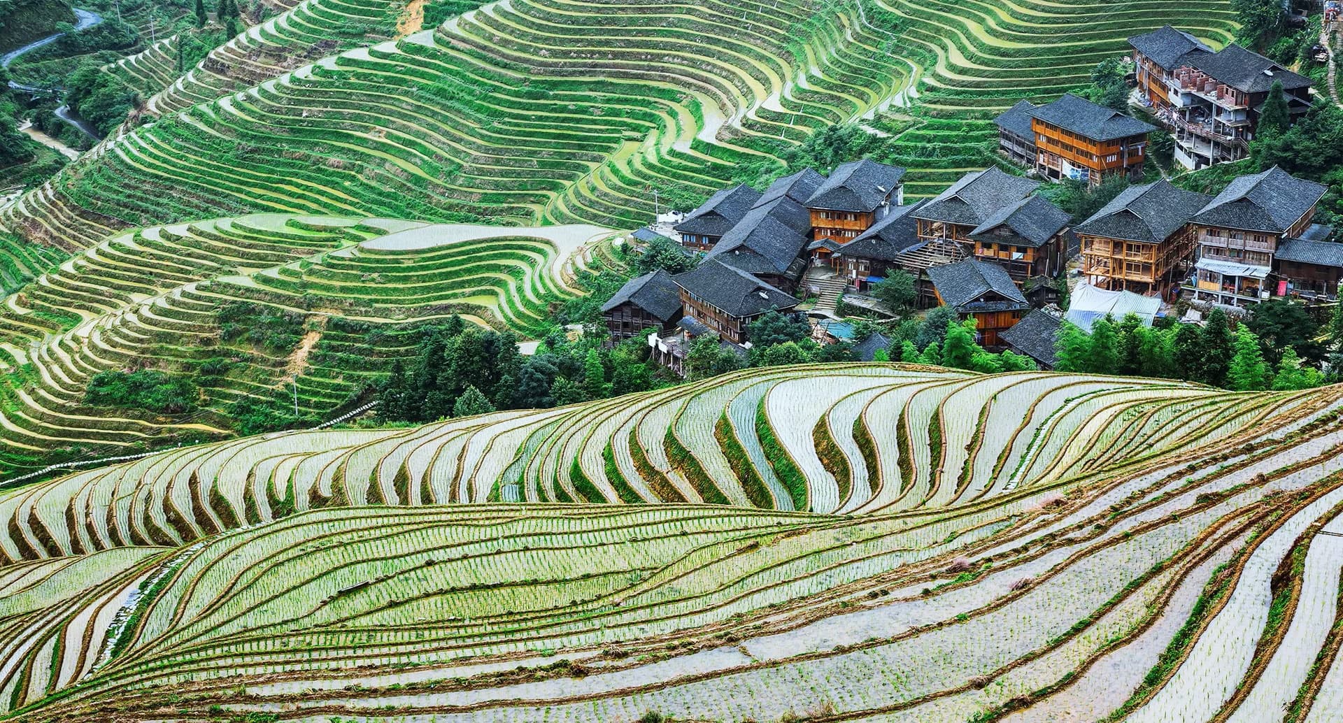 Longji Rice Terraces Longji Rice Terraces