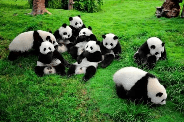 Chengdu Chengdu