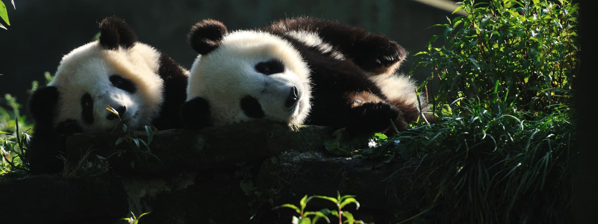 chengdu-giant-panda-breeding-1 chengdu-giant-panda-breeding-1