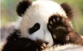 Panda 7 Panda 7