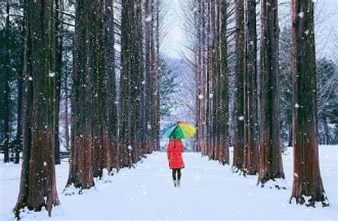 Nami Island winter Nami Island winter