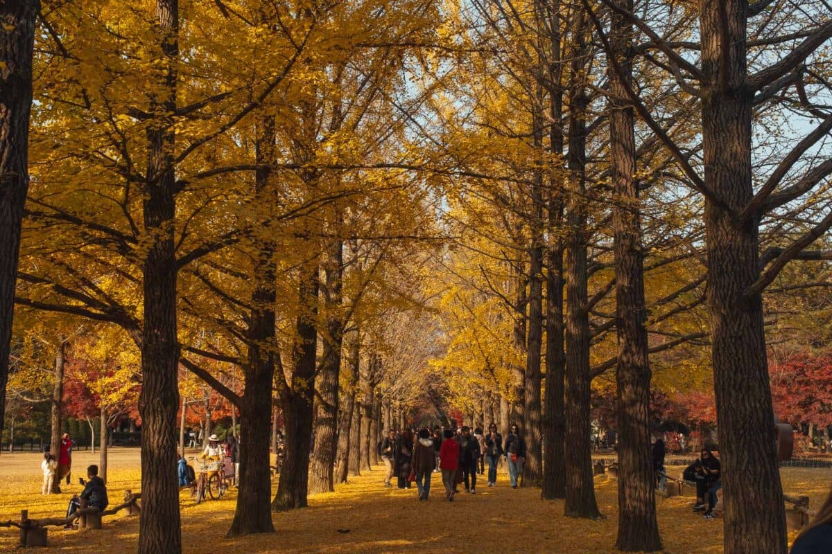Nami Island-1 Nami Island-1