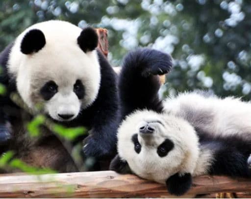 Chengdu1 Chengdu1